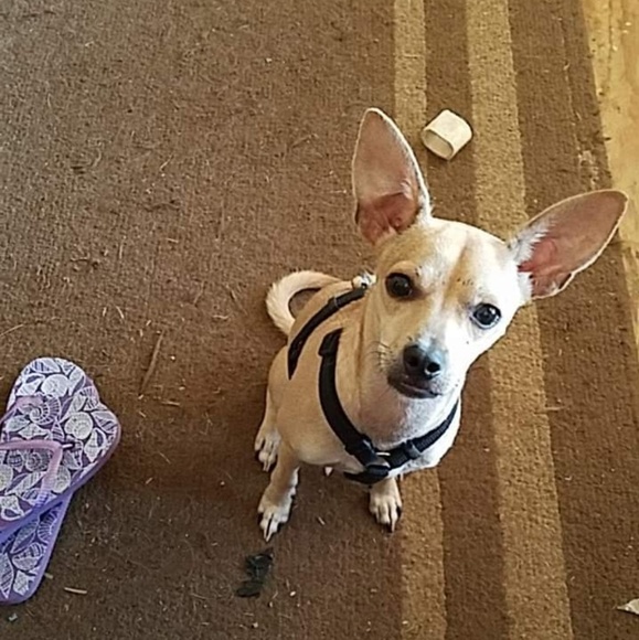 Meet your Posher, Dawn - Picture 4 of 8